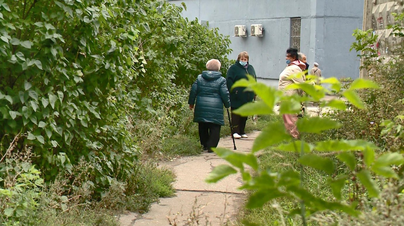 Пензенцы пожаловались на заросли на улице Бородина