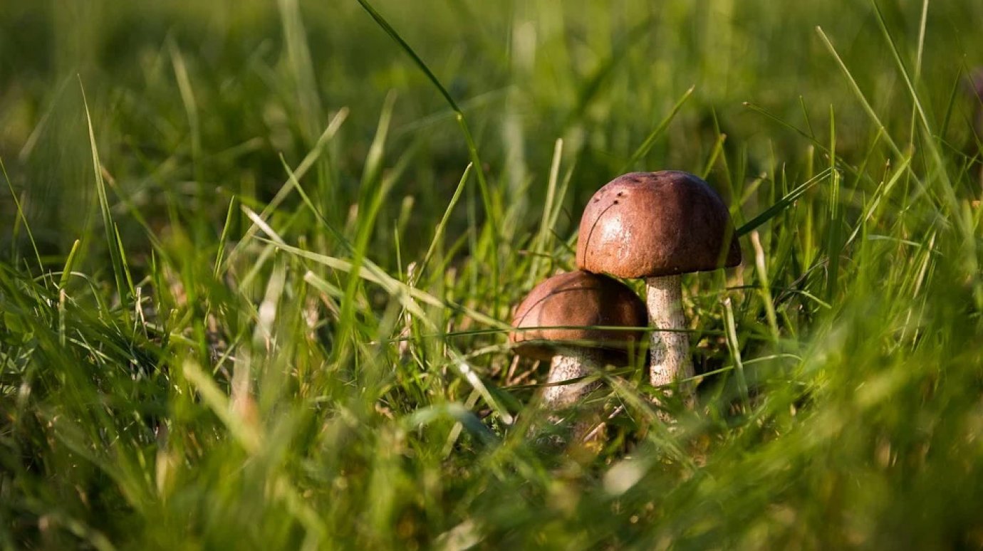 В Пензенской области женщина пошла за грибами и заблудилась