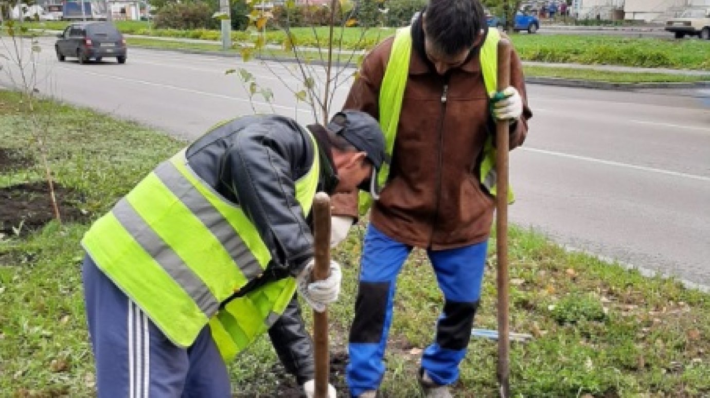 До середины октября в Пензе посадят около 1 000 деревьев