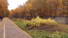 В парке Белинского объяснили вырубку подлеска на Олимпийской аллее