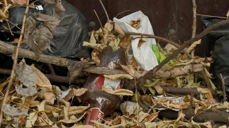 Аллея на Западной Поляне нуждается в опиловке деревьев и уборке мусора