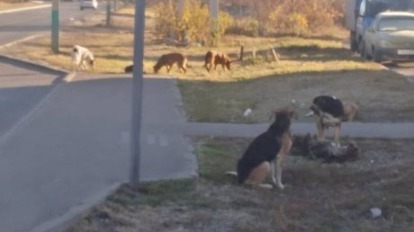 Специалисты не нашли бродячих собак на ул. Ново-Казанской