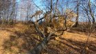 Раздавило деревом: в Белинском районе возбуждено уголовное дело