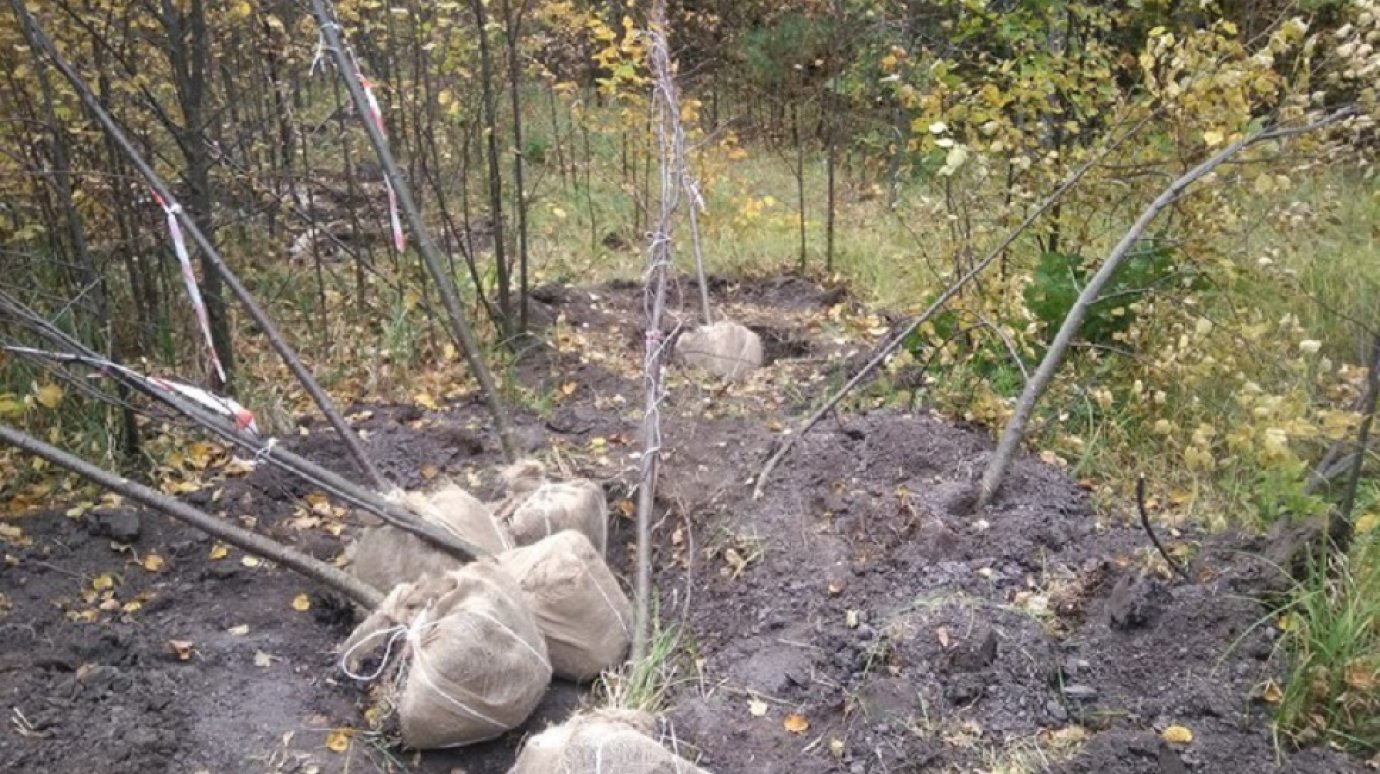 В Городищенском районе вновь пытались украсть деревья из леса