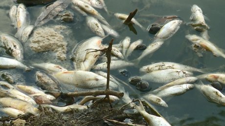 На Маяке берег водоема усеян сотнями мертвых мальков
