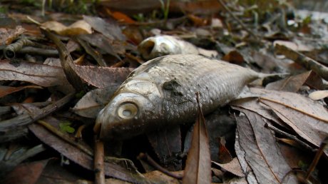 На Маяке берег водоема усеян сотнями мертвых мальков