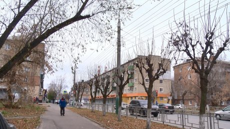 Старые деревья на улице Мира могут рухнуть на тротуар
