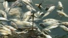 Гибель рыбы в Старой Суре оценят контролирующие органы
