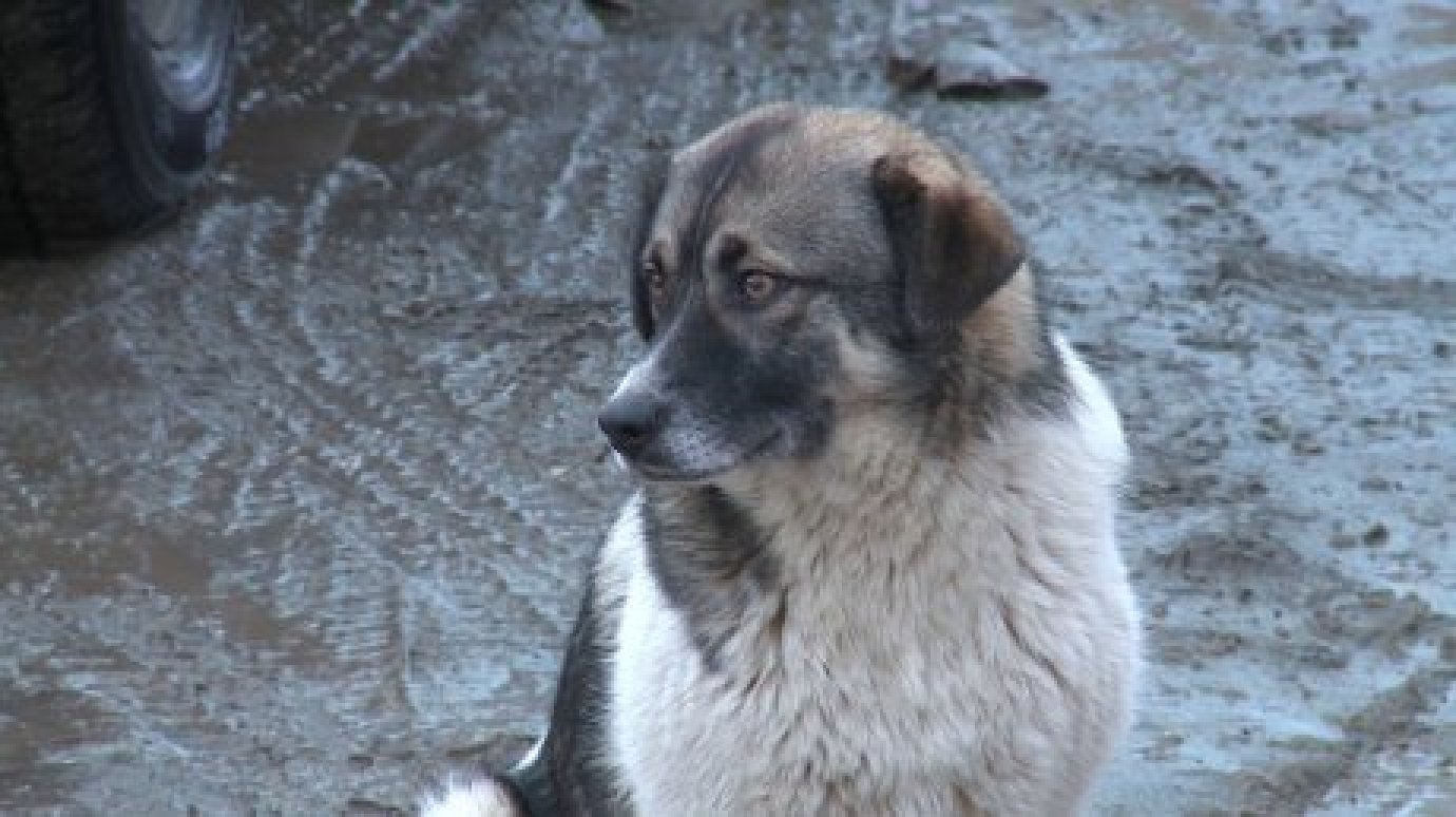 ГУЛАГ для собак: пензенцы рассказали об условиях в пункте передержки