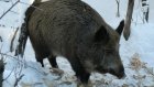 Из-за чумы свиней в Пензенской области запретят охоту на кабанов