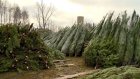 В Пензе продавать новогодние елки будут на 82 базарах