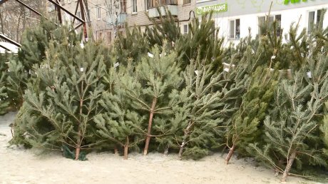 В Пензе продавать новогодние елки будут на 82 базарах