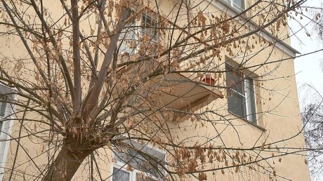 На Советской растущее близко к дому дерево не дает жильцам покоя