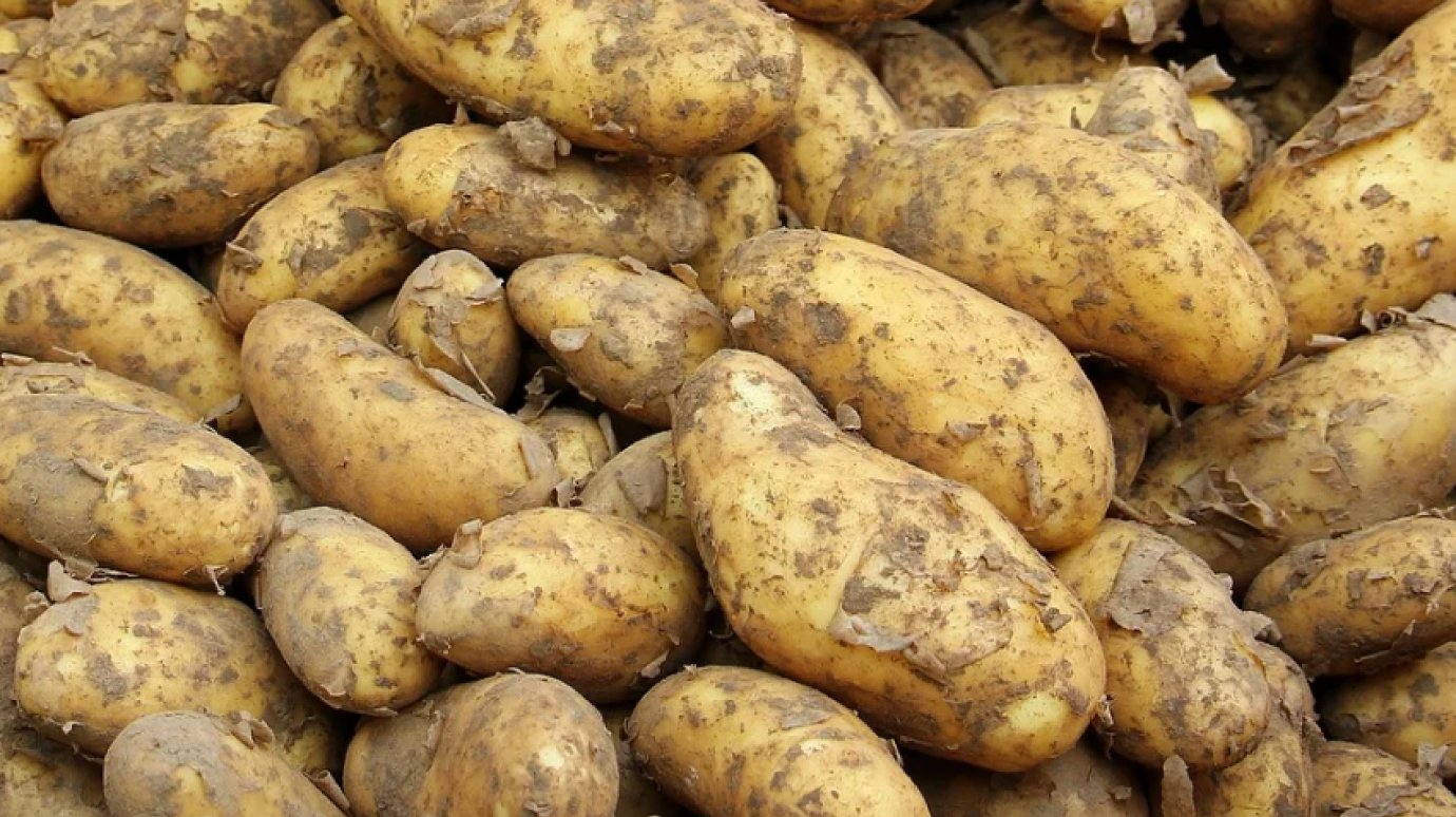С дефицитом картофеля в России пообещали справиться через год