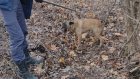 В Пензе спасатели вытащили собаку из бетонного колодца