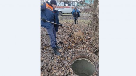 В Пензе спасатели вытащили собаку из бетонного колодца
