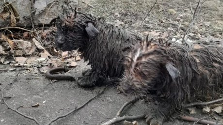 В Пензе трое щенков угодили в канализационный колодец