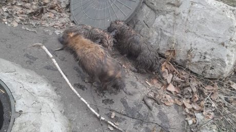 В Пензе трое щенков угодили в канализационный колодец