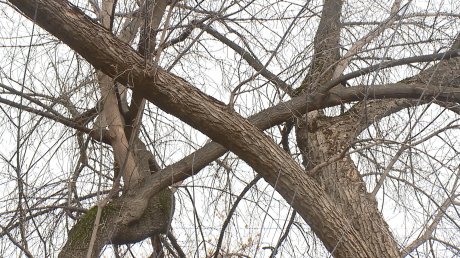 Старые деревья на улице Беляева угрожают безопасности людей