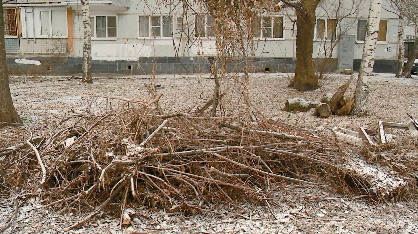 На улице Плеханова после опиловки деревьев не вывезли ветки