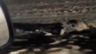 В Пензенской области сняли на видео сбитого лося