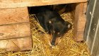 В Пензе приют для животных открыли для визитов в выходные и праздники