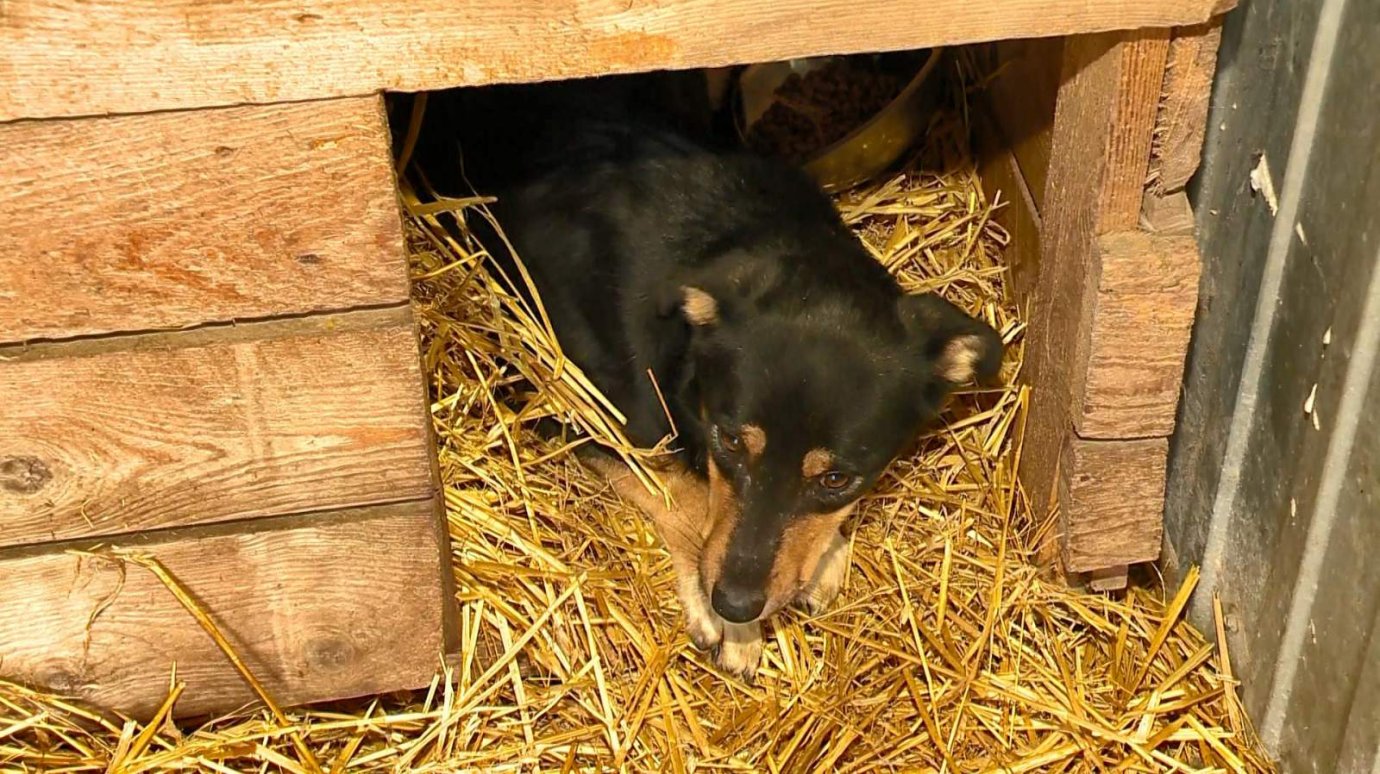 В Пензе приют для животных открыли для визитов в выходные и праздники