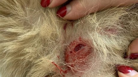В Пензе на женщину второй год подряд нападает один и тот же пес