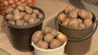 Роман Калентьев: Дефицита картофеля зимой не ожидается