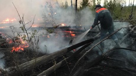 В 2021 году в лесах Пензенской области ликвидировали 62 пожара