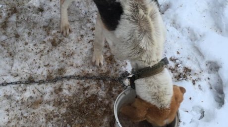 В Башмаковском районе прикованные цепями собаки умирают от голода