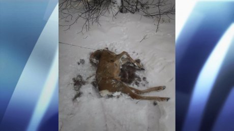 В Пензенской области браконьерам грозит тюрьма за убийство косуль