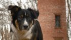 В Кузнецке определили подрядчика, который займется отловом собак