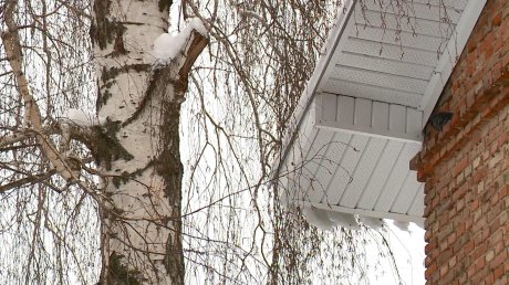 В Пензе высокое дерево угрожает целостности новой кровли