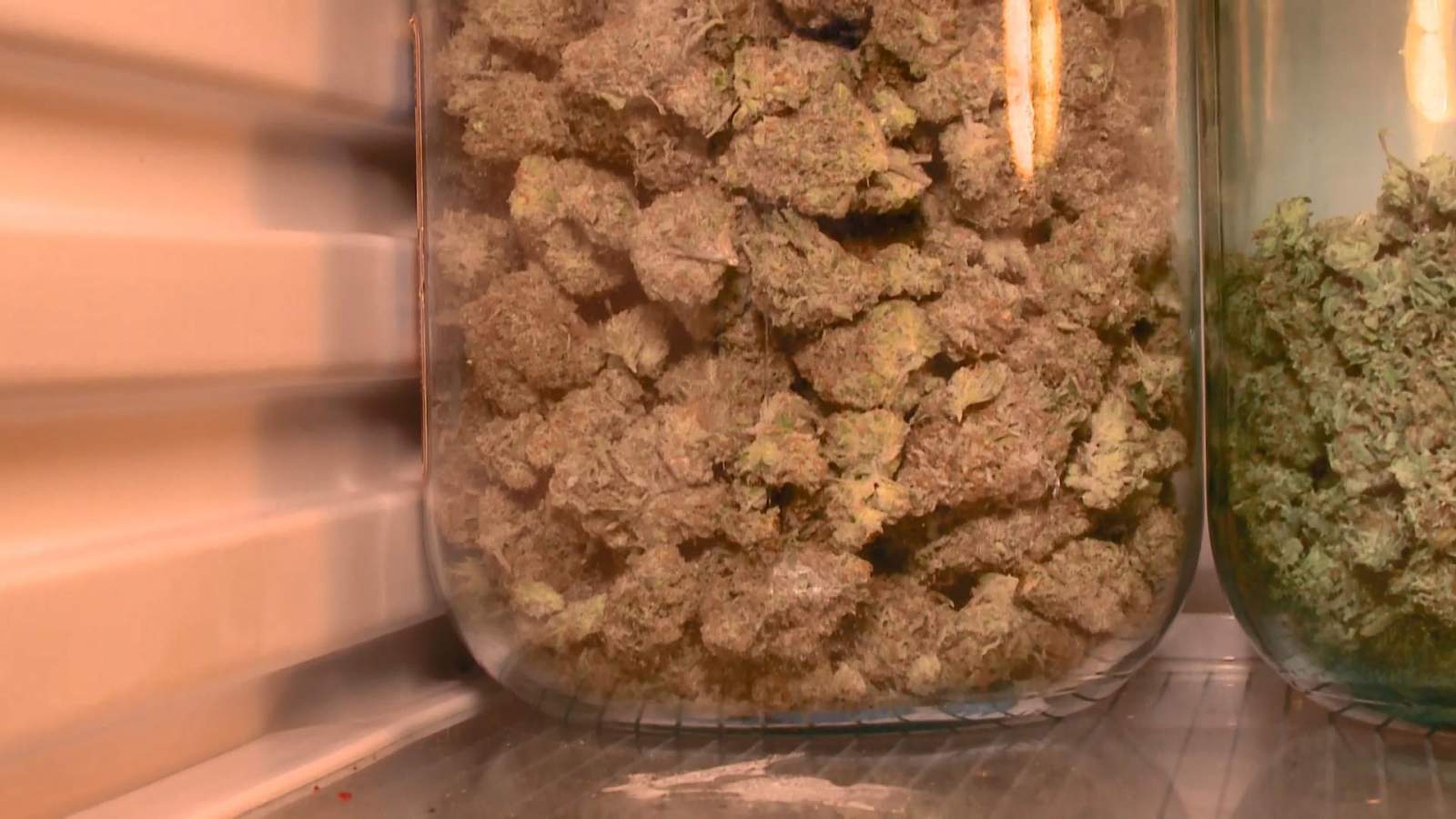 как выращивать марихуану в квартире