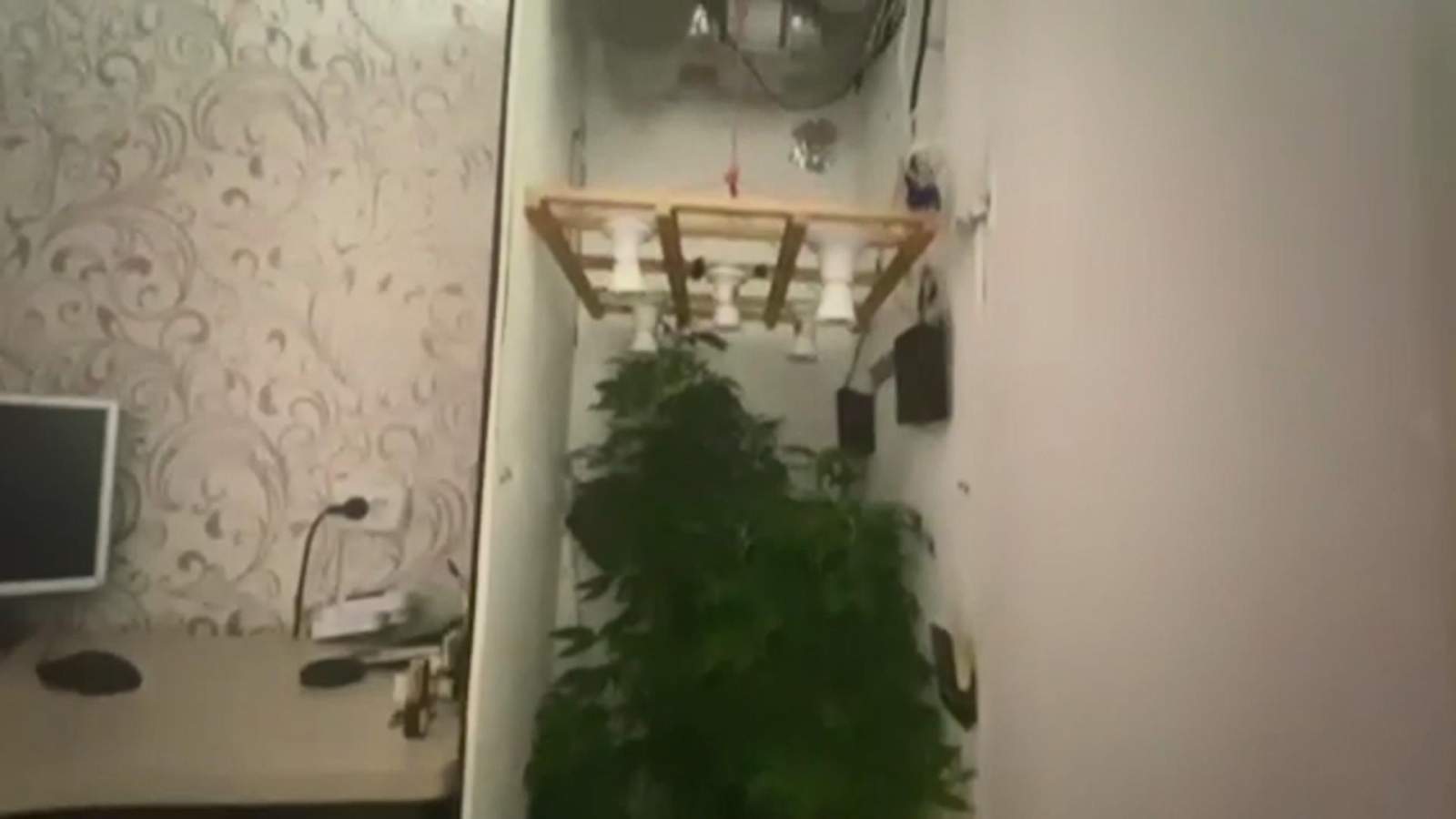 куст конопли в квартире куст конопли в квартире