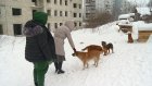 Неравнодушная пензячка помогает городу в стерилизации собак