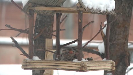 Пензенцы взялись помогать птицам с зимним пропитанием
