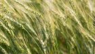 Пензенские аграрии спланировали новый урожай зерна