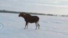 Из Заречного продолжают вывозить животных