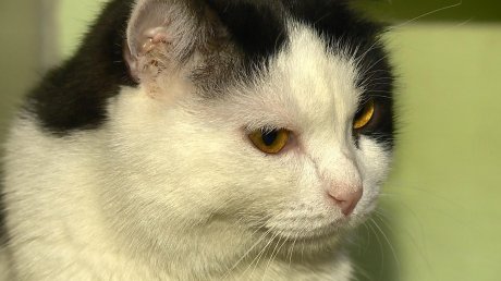 Животные - не вещи: в пензенском приюте отметили День кошек