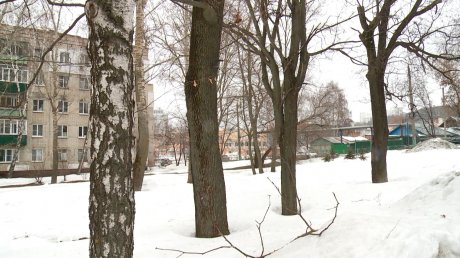 На улице Зои Космодемьянской деревья стали угрозой для пешеходов