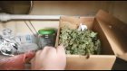 Полицейские нашли в квартире пензенца коробку с марихуаной