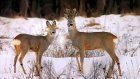 В Иссинском районе браконьеры на снегоходах убили двух косуль
