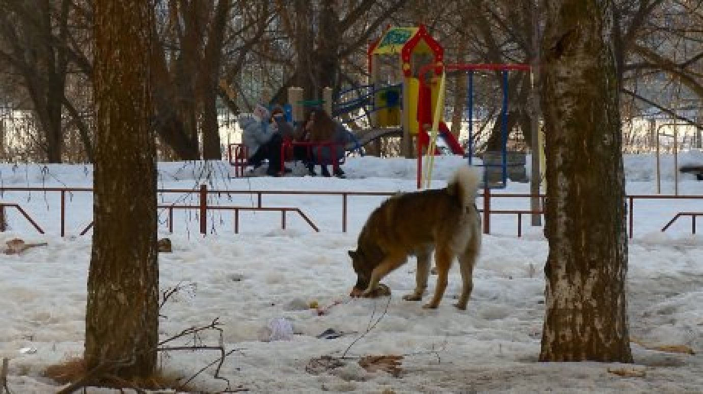 В Дальнем Арбекове поймали несколько бродячих собак