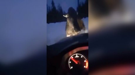 Рассерженный лось повредил преследовавшую его машину