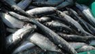 В России предложили фиксировать цены на рыбу