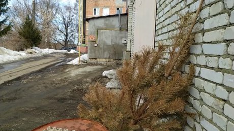 Рекордсмены: на ул. Совхоз-Техникум выбросили новогодние елки