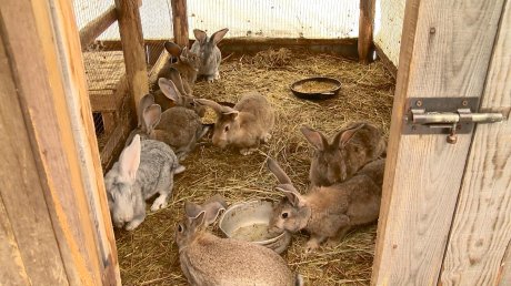 Гибель кроликов в Мокшанском районе привела к скандалу