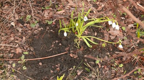 В Пензе неизвестные украли подснежники из ботанического сада